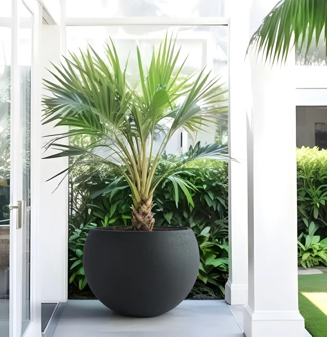 Grand Palm Sphere Entry - Entrances by Emerald Livings Studio