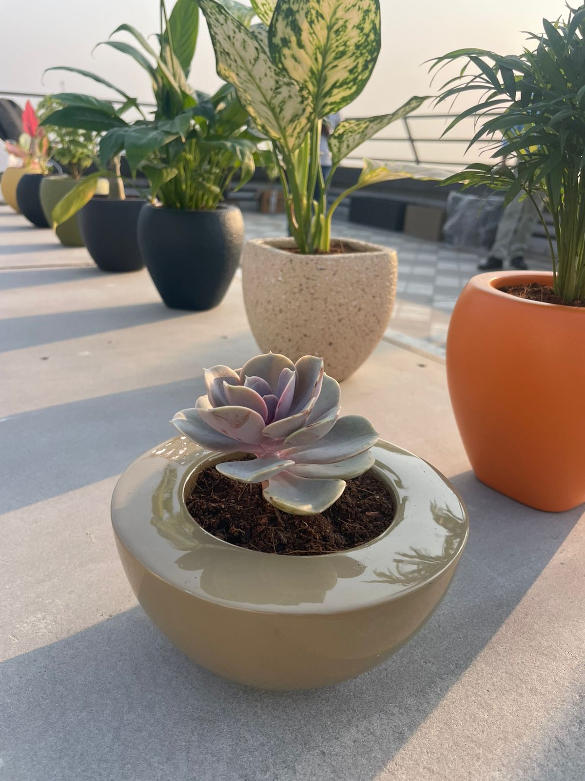 Golden Hour Succulent Bowl - Planters by Emerald Livings Studio